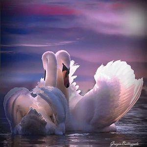 Meet your Posher, Natalya